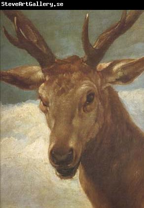 Diego Velazquez Head of a Stag (df01)